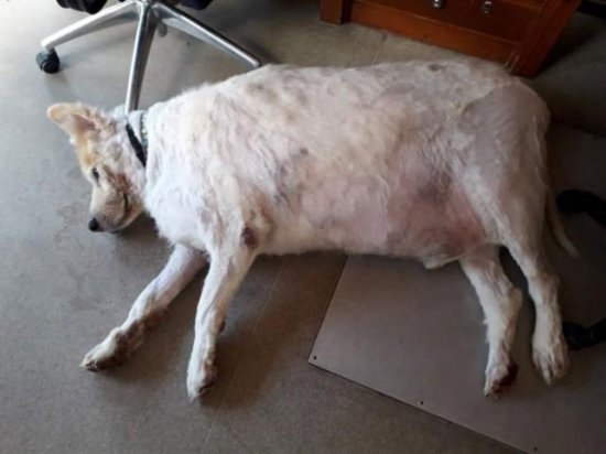 200斤狗狗成功减掉一半体重 兽医呼吁关注宠物肥胖问题
