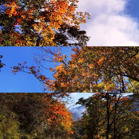 秋天是收获的季节，那就把此刻最美的峨眉山送给你吧！