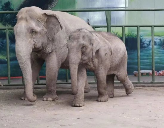 小象莫莉和母象莫坡 两代中国亚洲象的命运