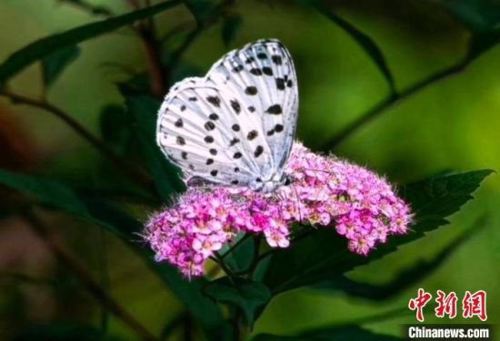 武夷山国家公园（江西片区）发现全球蝶类新物种