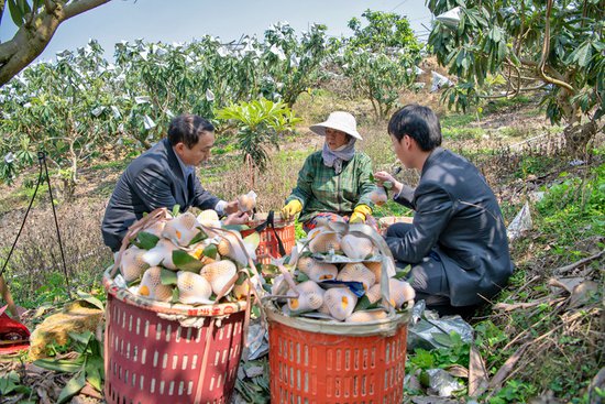 金融活水浇灌 农行漳州云霄县支行扶持枇杷产业做大做强