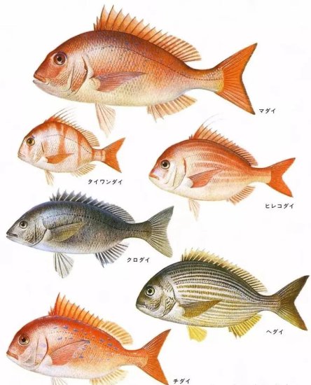 海产鱼类中有很多<em>鱼</em>叫“鲷”，大部分可以吃而且好吃，比如真鲷...