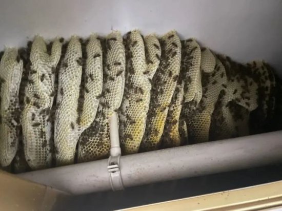 足足160斤！！泰州一位住户家里掏出了巨型蜂巢