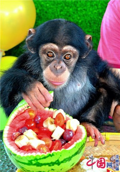 无锡动物园：六一童心季 猩宝两周岁生日趴