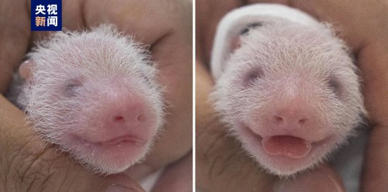 旅韩大熊猫爱宝乐宝夫妇喜迎双胞胎宝宝