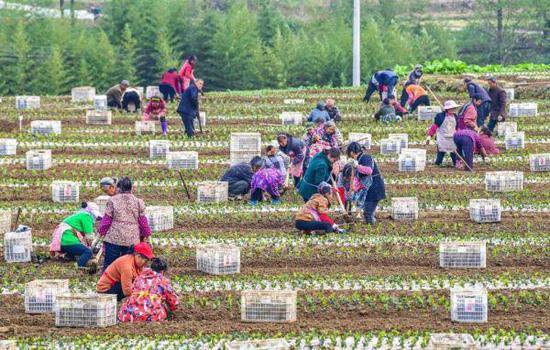 酉阳茶油入选2023年农业品牌精品培育名单