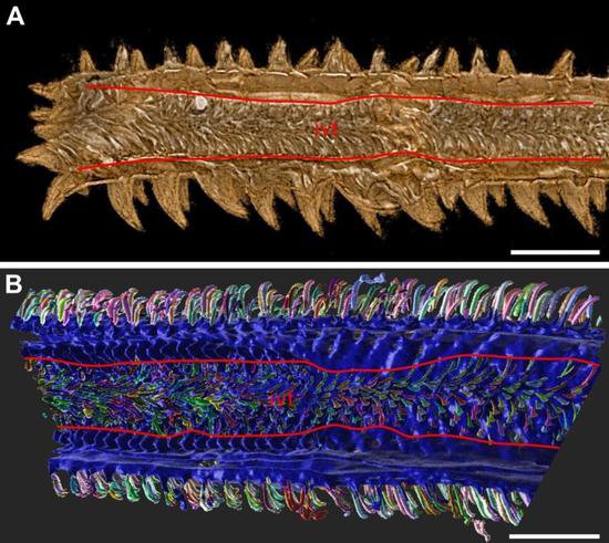 远古发现｜科学家发现约1亿年前的海洋内寄生虫