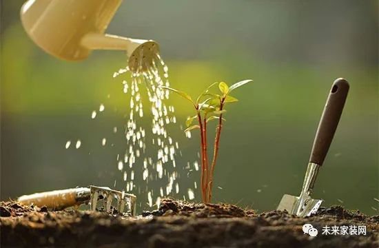 盆栽植物浇水你真的会吗？花农总结的植物浇水经验！