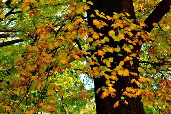 这些秋色叶<em>树</em>的<em>名字</em>，你能叫出几个？