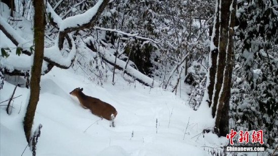 湖北五峰：珍稀野生动物“爬冰卧雪”萌态百出