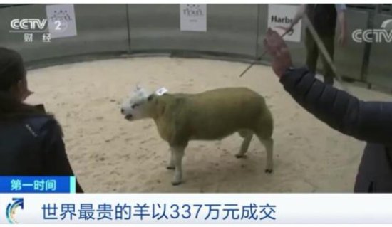 <em>世界上最贵的羊</em>诞生 337万元！有何过人之处？