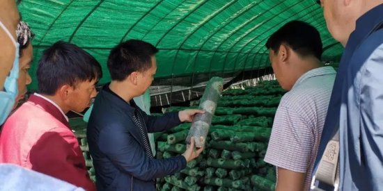 贵州大学食用菌产业团队：用蘑菇撑起农户鼓鼓的腰包