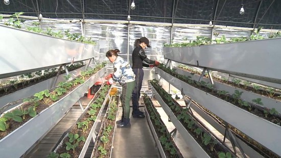 北大荒农业股份宝泉岭分公司<em>立体种植</em>草莓促发展
