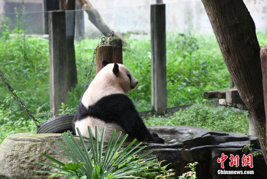 重庆高温天气持续 大熊猫“营业两小时”引围观