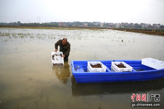 贵港港南区：小龙虾虾苗分塘养殖