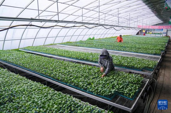 黑龙江宁安：温室蔬菜大棚产业“开花结果”助增收