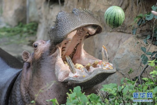 抱冰玩、<em>吃西瓜</em> 在东北动物们咋过夏天？