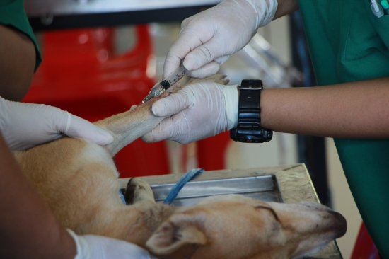 狗狗脚受伤<em>了怎么处理</em>伤口，兽医：止血、冲洗、消毒、包扎