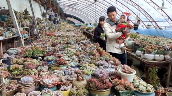 新疆察布查尔县：大棚多肉花卉成为游客追捧“新宠”