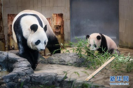 高清：大熊猫幼崽“香香”亮相东京上野动物园