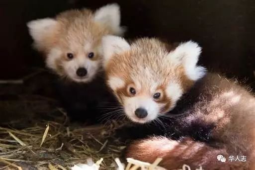 科克Fota野生动物园的小熊猫双胞胎“出门接客”啦！这么萌的小...