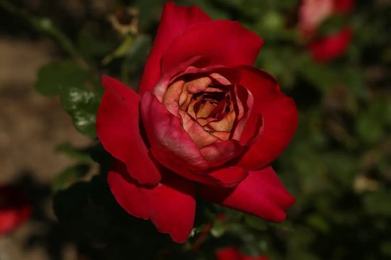<em>花店</em>买到的都是月季不是<em>玫瑰</em>，还能代表你的爱吗？