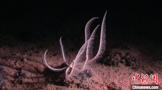 国际最新研究：逾4千米深海过渡区分隔带壳和软体生物