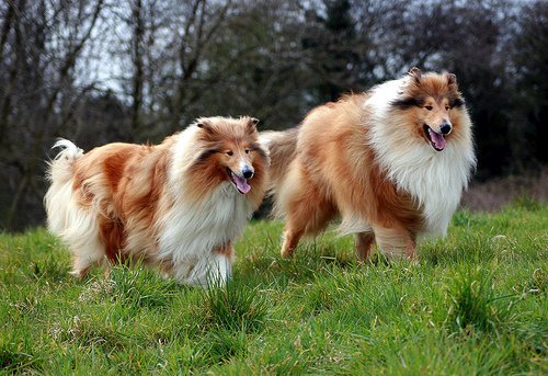 这些最热门的狗狗 你喜欢哪一种 哪一种适合你