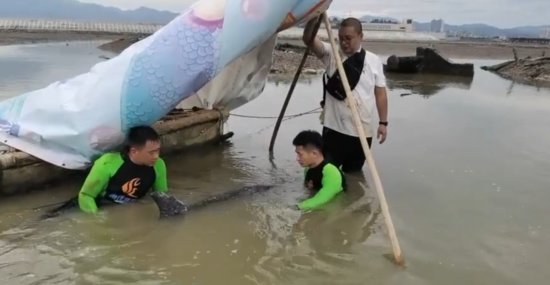成功营救！2只海豚被运至外海放归！<em>为什么最近</em>老有鲸豚搁浅？