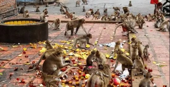 印度<em>猴子幼崽被</em>杀展开复仇，“连环谋杀”250只狗，拖到高处...