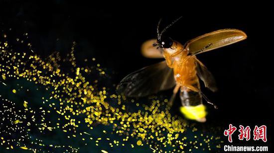 萤火虫为何能发光？中国科研团队最新研究揭晓机制