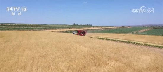 小麦机收率将突破90% 甘肃冬小麦陆续进入收割期