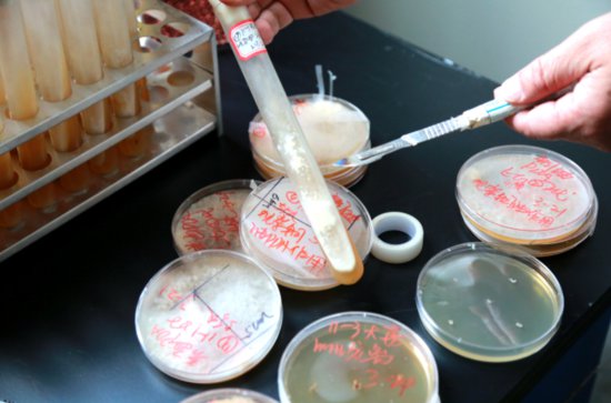 从实验室到基地 酉阳野生羊肚菌选育栽培成功