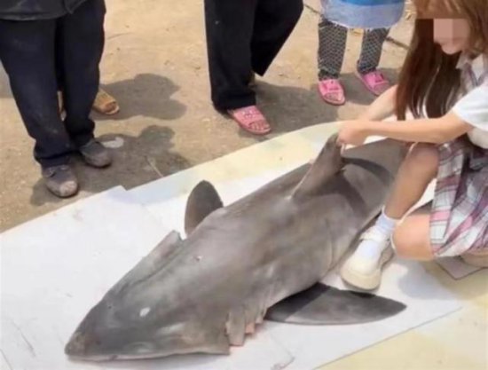 网红提子非法购买、食用噬人鲨被处罚款12.5万元 涉案噬人鲨价值...