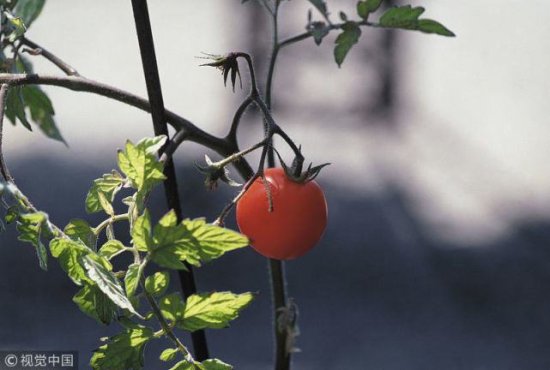 大田<em>西红柿的</em>整枝摘叶方法有哪些？你都会吗？来学学<em>种植技术</em>