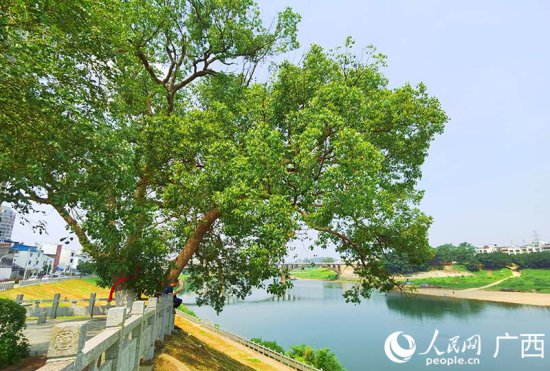 柳州<em>鹿寨</em>：推动生态环境持续改善 城区防洪堤变锻炼休闲地
