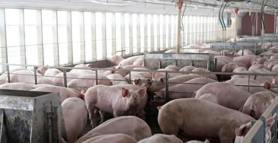 中国取消3247吨<em>美国猪肉</em>订单，一年来最大规模