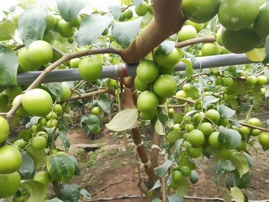 联农 带农 富农 西双版纳热带水果产业发展添动力