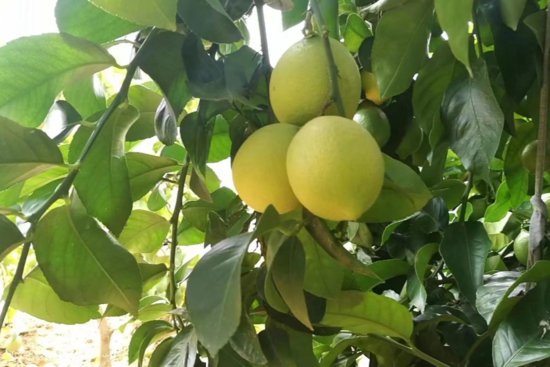大连：南果北种 酸柠檬种出“甜”产业