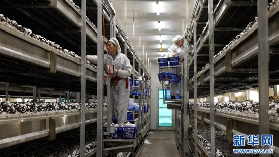 <em>安徽蚌埠</em>：“蘑菇工厂”长出新动能