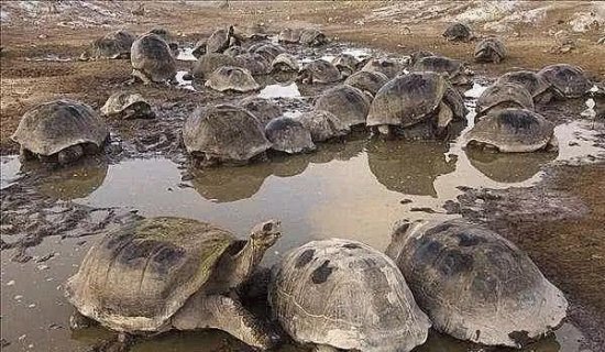 为防止象龟灭绝，科学家把它带来无人岛，几年后再见人们都傻眼...