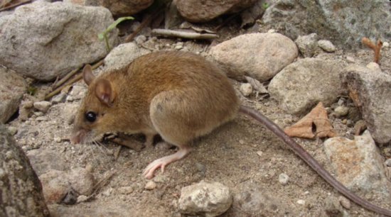 科学家重新发现被认为<em>已经灭绝的</em>罕见火山鼠