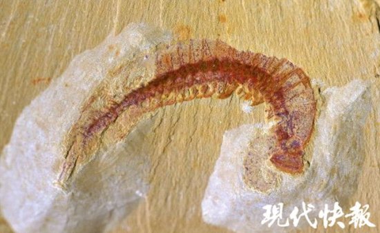 乖乖，5亿多年前的虾登上《Nature》了！
