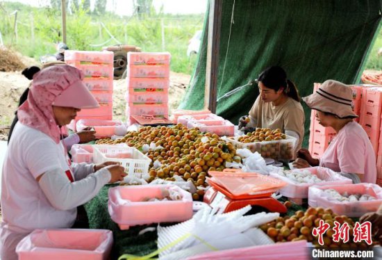 新疆兵团：甜美小红杏受青睐 带动民众增收就业