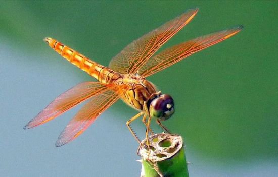 飞行王者——蜻蜓，竟是科学界<em>研究</em>多年的<em>未解之</em>谜