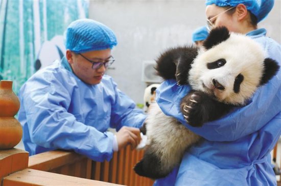 秦岭大熊猫研究中心 动物界的120和119