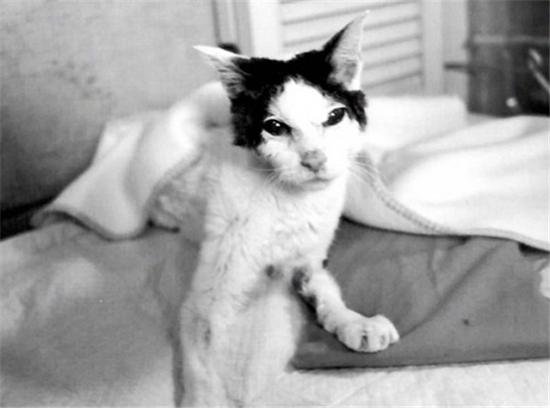陪伴摄影大师荒木经惟22年<em> 日本最有名的</em>猫Chiro