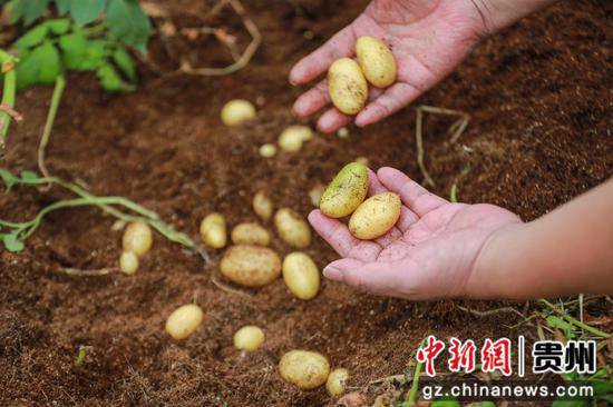 贵州威宁：<em>无土栽培</em>马铃薯原原种 助推马铃薯产业提质增效