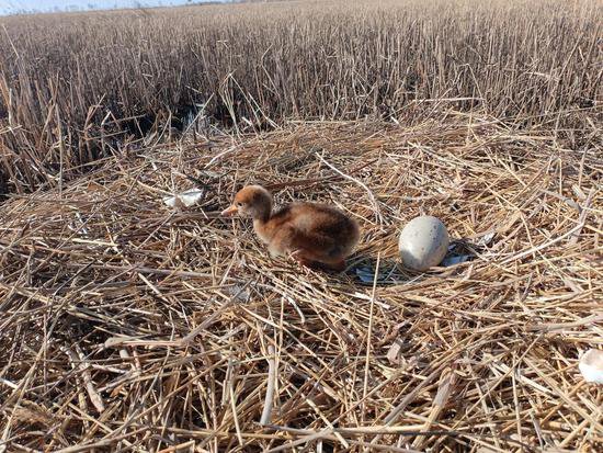 扎龙国家级自然保护区人工散养丹顶鹤迎来“出生季”