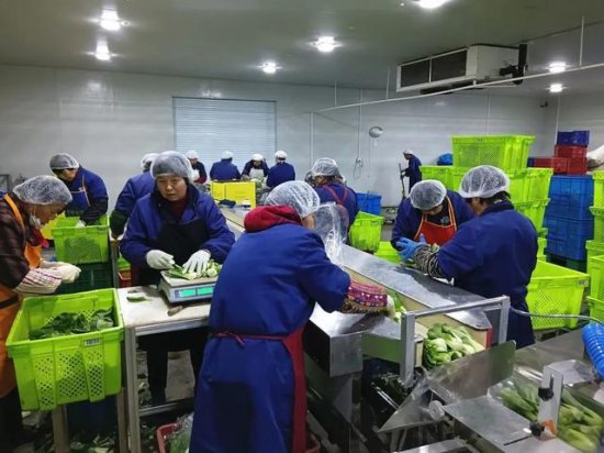外省调拨、员工不休，金山廊下蔬菜基地这样保障上海市民菜篮子